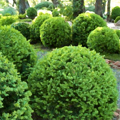 JSC Boxwood Trimming EE