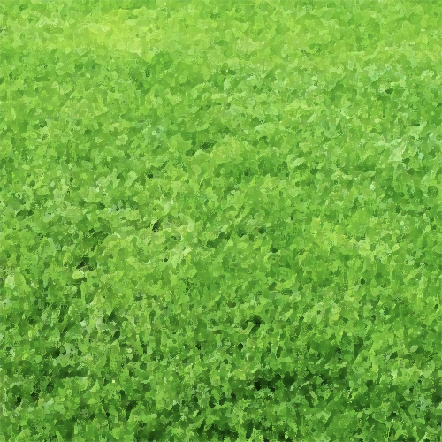 JSC Lawn Fertilization